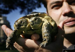 Najstarija dvoglava kornjača na svijetu slavi 25. rođendan