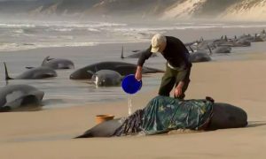 Potresni prizori: Oko 230 kitova se nasukalo na obali Tasmanije