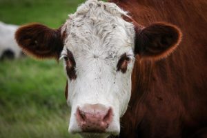 Klimatska kriza iza sebe ostavlja pustoš! Bjesne požari – 10.000 krava nestaje u plamenu