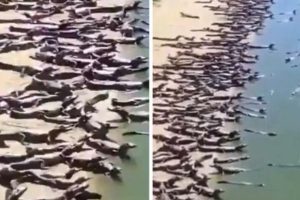 Krokodili „okupirali“ plažu u Brazilu, da li najavljuju nešto VIDEO