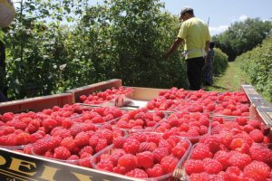 U Bratuncu rekordan izvoz maline: “Očekujem ove godine oko pet-šest maraka za kilogram”