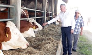 Pašalić o proizvodnji mlijeka: Nabavka steonih junica značajno će unaprijediti sektor mljekarstva