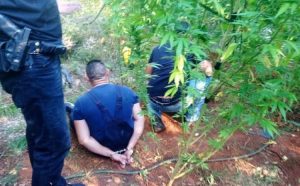 Akcija “Plantaža”: Pronađene 93 stabljike marihuane, uhapšene dvije osobe