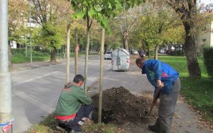 Zasađeno preko 2.000 novih sadnica: Grad uklonio stabla opasna po građane Banjaluke