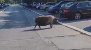 Zanimljiv “gost”: Svinja bezbrižno prošetala gradom VIDEO