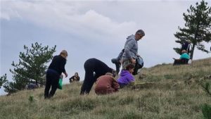 Veliki broj ljudi na branju trave ive na Ozrenu: “Od mrtva pravi živa”