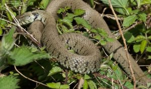 Oglasili se nadležni: U Srpskoj ima dovoljno seruma protiv zmijskog otrova