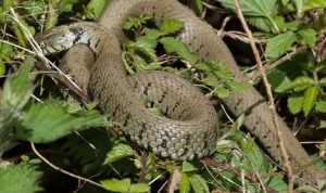 Srbija uvozi rashlađene puževe, bumbare, a izvozi pčele, zmije…