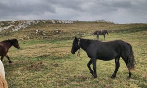Hodaju sa omčama oko vrata: Krdo livanjskih konja na udaru lovokradica