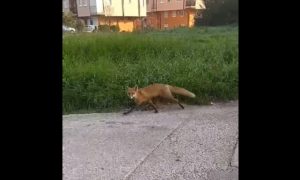 Lisica izašla iz visoke trave: Mještani Stračevice okupirani životinjama VIDEO