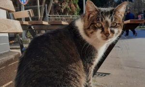 Ljubimac male banjalučke kafeterije: Nepoznata osoba udarila mačka, bori se za život FOTO