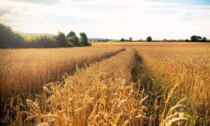 Afrika dobila 200.000 tona: Rusija završila isporuku žitarica najsiromašnijim zemljama