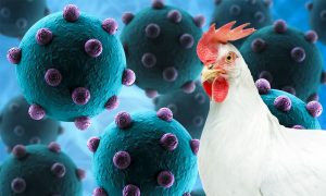 Jak kašalj, bolno grlo i groznica: Žena preminula od kombinacije sojeva ptičijeg gripa
