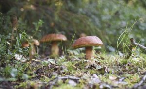 Padavine utiču na kvalitet: Gljive čekaju sunce, ne mogu biti u vodi svaki dan