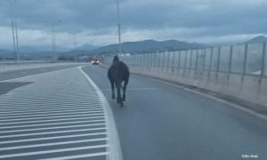 Vozači u nevjerici: Konj galopirao brzom cestom VIDEO