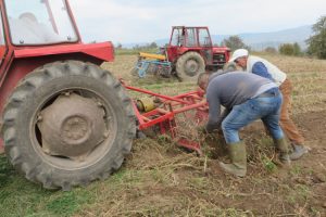 Poljoprivrednici zadovoljni: Boričkom krompiru suša ne može ništa
