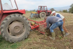 Krompira ima: Proizvođačima muke zadaje nedostatak sezonaca