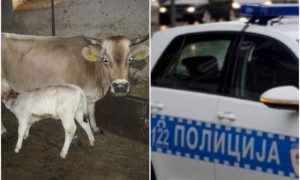 Lopov ukrao pet krava: Oštetio čovjeka za oko 12.500 KM