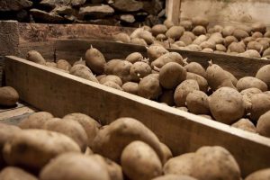 Ne ispunjava fitosanitarne uslove: Zabranjen uvoz krompira iz Poljske