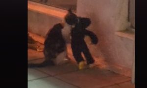 Urnebesan snimak: Mačka krade igračke iz trgovine VIDEO