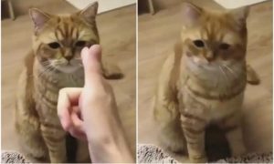 Mačka nasmijala mnoge: Vlasnik je “upuca” prstima, a ona se pravi mrtva VIDEO