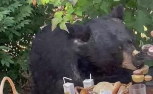 Iznenadni gost: Medvjed upao na rođendansku zabavu i pojeo kolačiće VIDEO