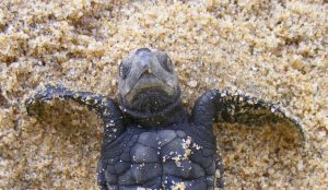 Nevjerovatno otkriće: U pijesku pronađena mutant-kornjača VIDEO