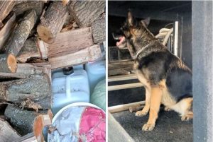 Spriječen pokušaj krijumčarenja: Pas nanjušio 200 litara rakije u kombiju punom drva