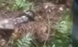 Zmija dugačka pet metara: Piton usmrtio i progutao ženu VIDEO