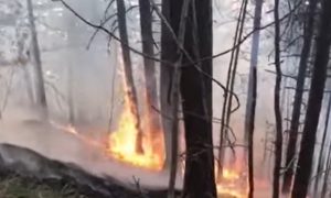 Situacija alarmantna: Gori borova šuma u Gornjem Vakufu VIDEO