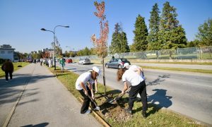 Počela jesenja sadnja u Banjaluci: Cilj zadržati epitet “grad zelenila” FOTO