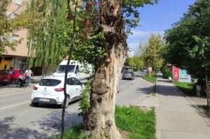 Rekonstrukcija drvoreda u Bulevaru vojvode Stepe Stepanovića: Nove sadnice umjesto oštećenih i opasnih