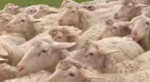 Uočite uljeza: Farmer snimio životinju koja se savršeno stopila sa stadom ovaca VIDEO
