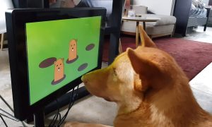 Pozitivan efekat na ljubimce: Kreirana video igra za pse VIDEO