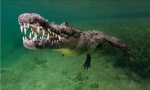“Ugrizao sam krokodila za kapak”: Farmer preživio napad opasne životinje