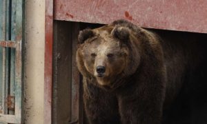 Priprema u Pionirskoj dolini: U zoo vrtu u Sarajevu počela zimska sezona