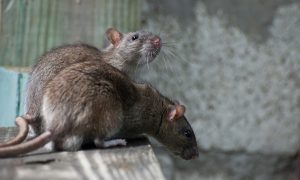 Sarajevo okupirano: Najezda miševa i pacova, zmije stigle do centra grada