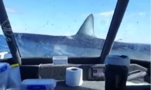Posada se iznenadila: Tokom pecanja morski pas skočio na brod VIDEO