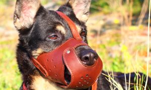 Nadležne službe u Kotor Varošu odlučne: Kažnjavati one koji ostavljaju pse na ulicama