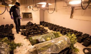 Najveća pljenidba ikada: Policija pronašla 32 tone marihuane