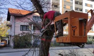 Naredne sedmice sadnja novih: Počela rekonstrukcija drvoreda u banjalučkom naselju