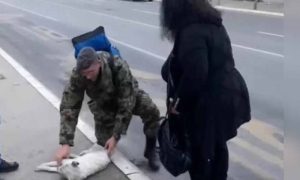 Javnost zgrožena: Vozač autobusa udario psa, pa šutnuo životinju sa puta VIDEO