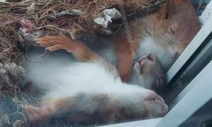 Popodnevni odmor: Simpatične vjeverice zagrljene spavaju u gnijezdu