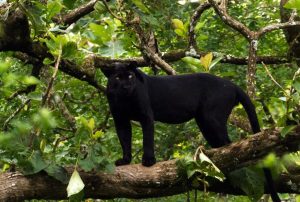 Gdje je crni panter iz okoline Apatina: Suspendovana potraga, zvijer nije nađena