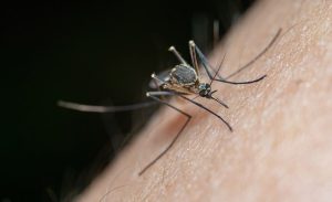 Stavite ih u kuću i u dvorište: Pet biljaka čiji miris komarci ne podnose