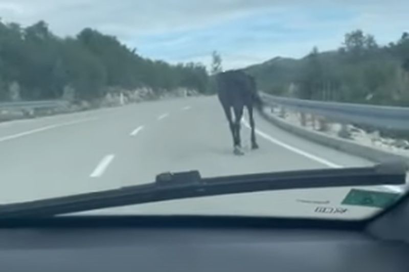 Ovo se ne viđa često! Nezaboravna avantura zahvaljujući jednom konju VIDEO