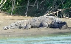 Dječaku krokodil odgrizao glavu pred roditeljima FOTO