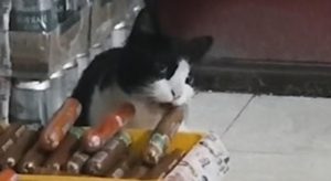 Brzo napustio “mjesto zločina”: Kamera snimila mačka dok krade salamu VIDEO