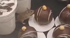 Miš snimljen kako gricka lješnik kuglu u pekari: “Džeri je malo ogladnio” VIDEO