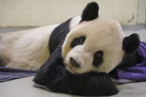 Poslije kratke bolesti: Uginula džinovska panda u Zoo vrtu u Tajpeju